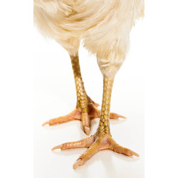 Patte de poulet